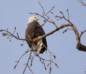 20140316 Eagle 000a